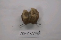 藏品(貘化石)的圖片